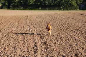 Rhodesian Ridgeback