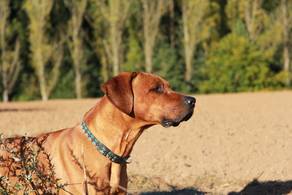 Rhodesian Ridgeback